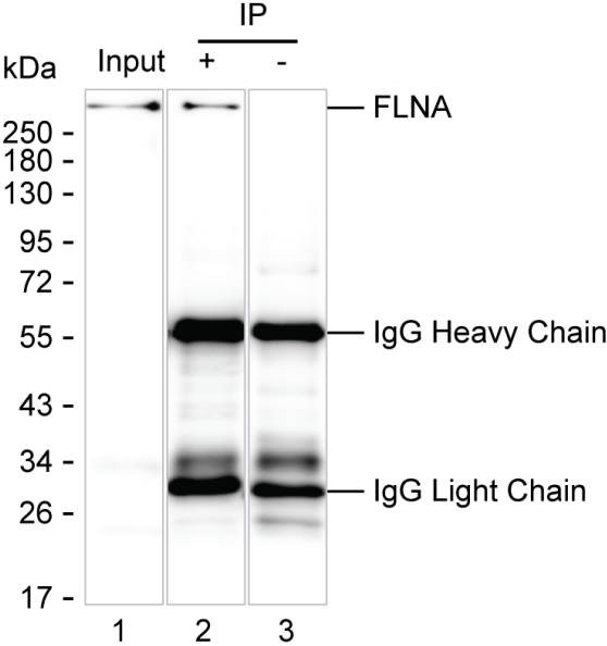 Anti-FLNA