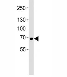 Anti-LTF, clone 119CT80.1.1