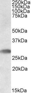 Anti-TREML1, C-terminal