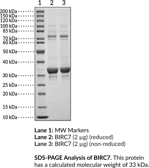 BIRC7 (human, recombinant)