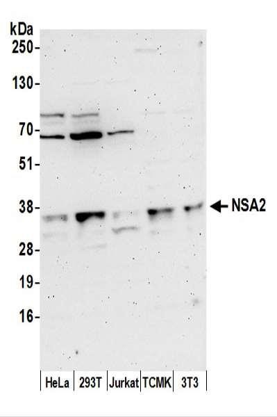 Anti-NSA2/TINP1