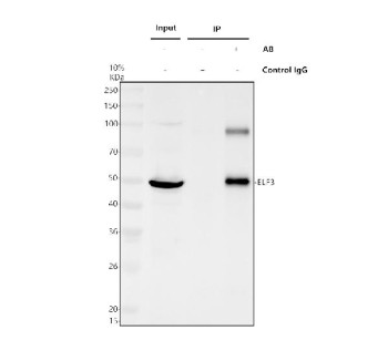 Anti-ELF3 / E74-like factor 3