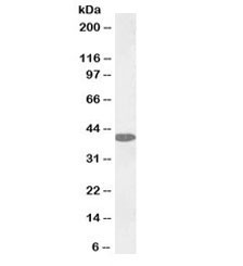 Anti-GOT1 Biotin Conjugate
