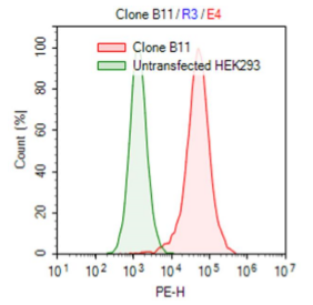 Adenosine A2A Receptor Functional Recombinant Cell Line