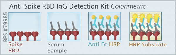SARS-CoV-2 IgG Detection Kit (Colorimetric Anti-Spike RBD IgG detection)