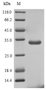 Ribonuclease 4 (RNASE4), human, recombinant