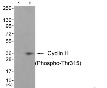 Anti-Phospho-CCNH (Thr315)