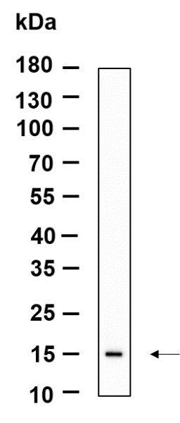 Anti-Recombinant LGALS14, clone 5D15