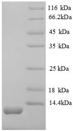 Stromal cell-derived factor 1 (Cxcl12), partial, mouse, recombinant