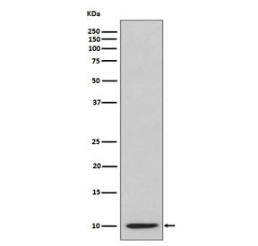 Anti-IP10 / CXCL10, clone AACI-3
