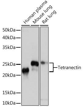Anti-CLEC3B/Tetranectin