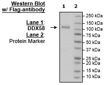 DDX58, FLAG-Tag