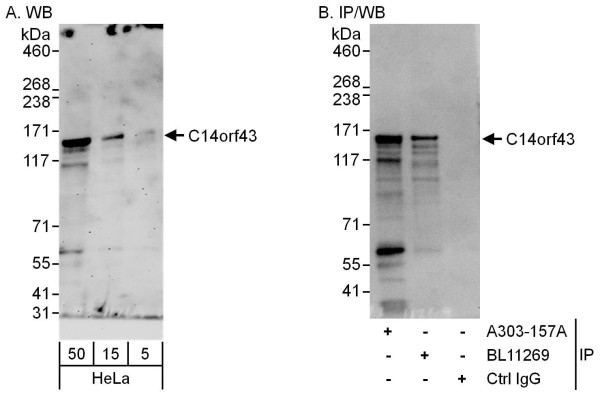 Anti-C14orf43