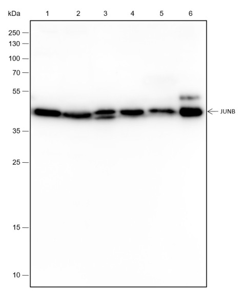 Anti-Recombinant JunB, clone A269