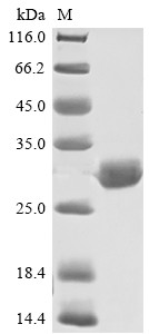 Apolipoprotein A-I (APOA1), partial, bovine, recombinant