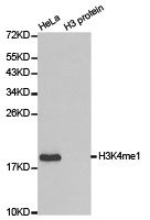 Anti-Histone H3K4me1