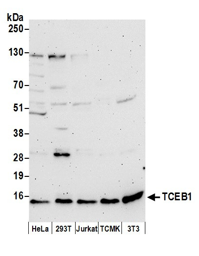 Anti-TCEB1
