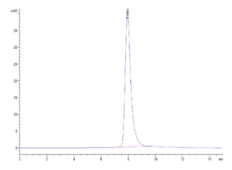 ACE2/ACEH, His, Mouse