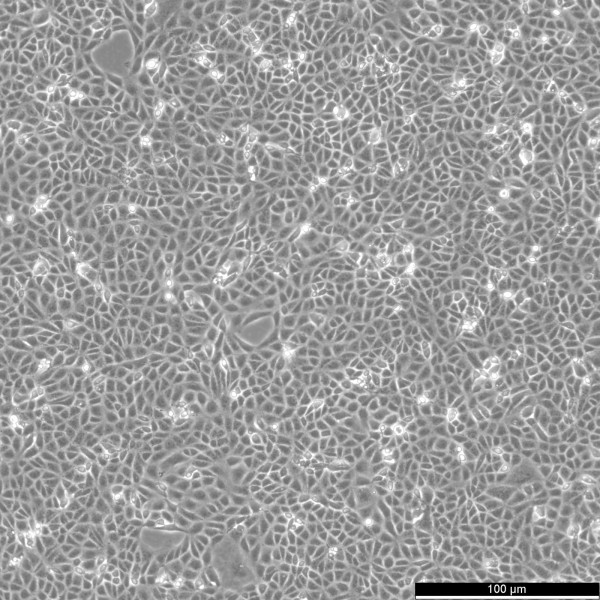MA-104 Cells