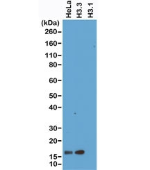 Anti-Histone H3.3, clone RM190 (recombinant antibody)