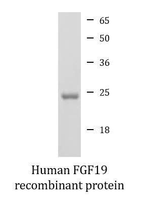 Human FGF19 recombinant protein (Active)