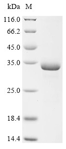 Multifunctional fusion protein (Il1b), Mesocricetus auratus, recombinant