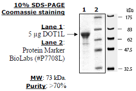 Dot1L, active human recombinant protein