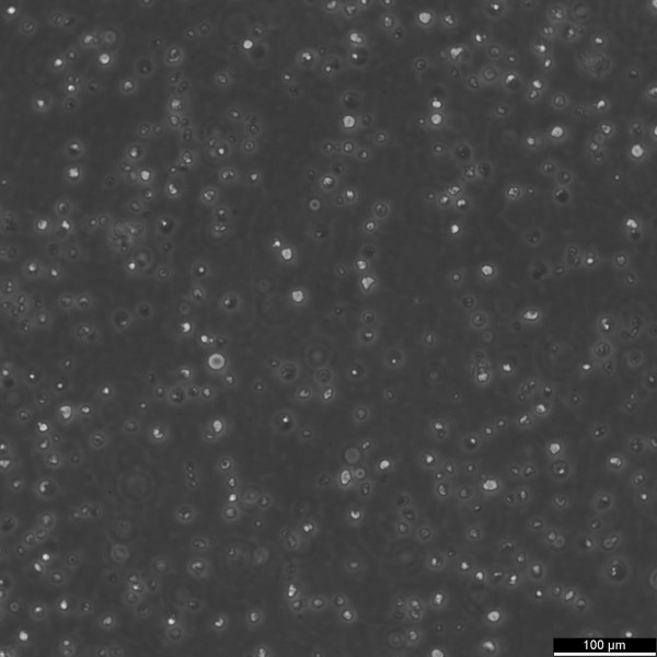 MV4-11 Cells