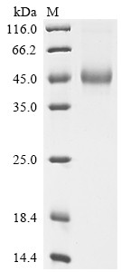 Interleukin-5 (IL5), human, recombinant