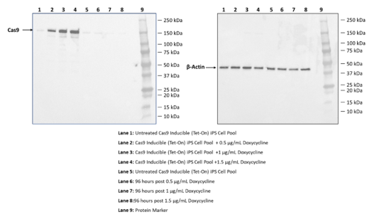 Cas9 Lentivirus (Inducible Tet-On)