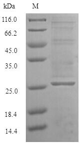 GTP-binding nuclear protein GSP1/CNR1 (GSP1), Saccharomyces cerevisiae, recombinant