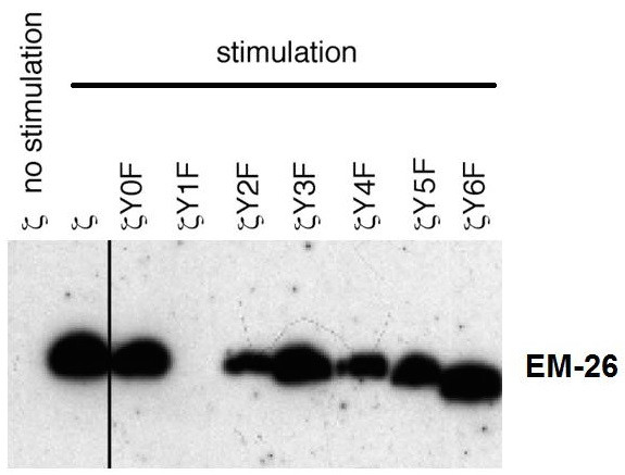 Anti-phospho-CD3 zeta (Tyr72), clone EM-26