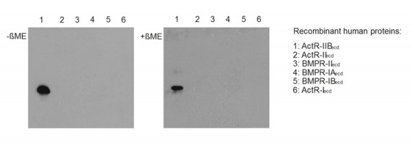 Anti-Activin Receptor IIB, pAb (IG-510)