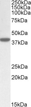 Anti-KEO4 / ERLIN1, C-terminal