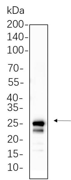 Anti-Recombinant mtTFA, clone 3G12
