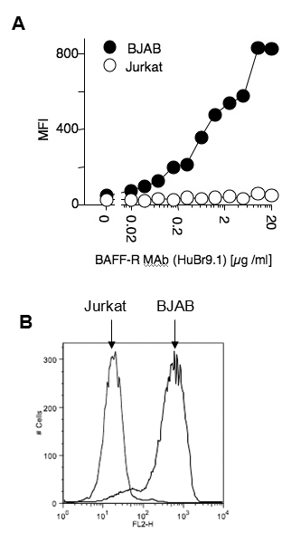 Anti-BAFF-R (human), clone HuBR9.1, ATTO 488 conjugated