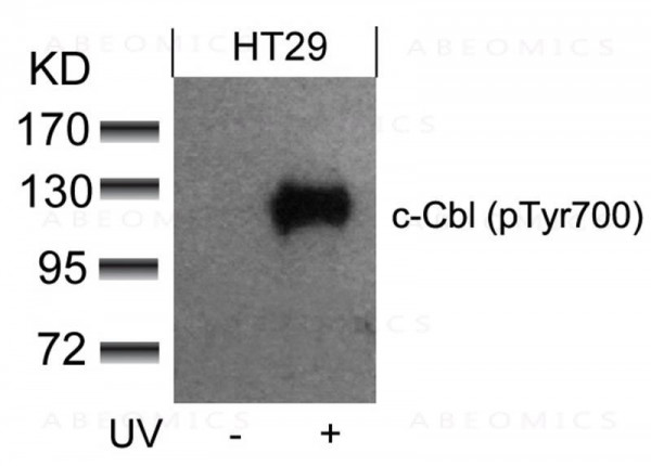 Anti-c-Cbl (phospho-Tyr700)