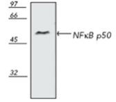 Anti-NFKB p105 / p50