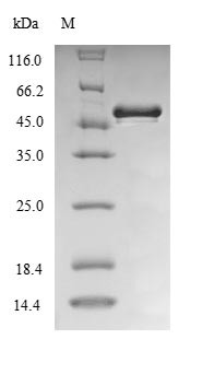 UDP-3-O-acyl-N-acetylglucosamine deacetylase (lpxC), Burkholderia cenocepacia, recombinant