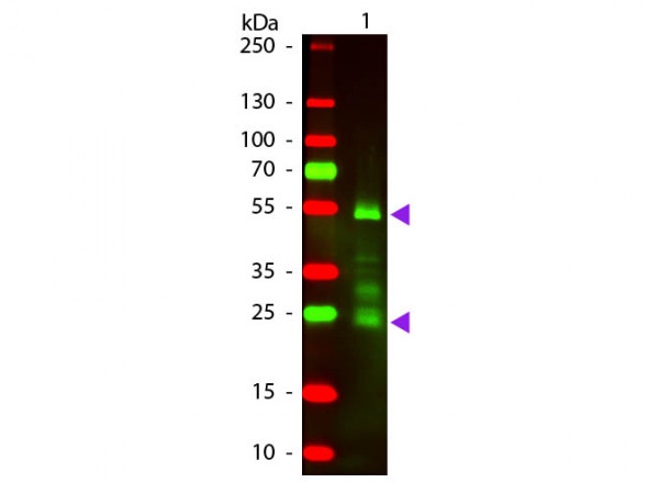 Anti-Rat IgG (H&amp;L) [Donkey] (Min X Bv Ch Gt GP Ham Hs Hu Ms Rb &amp; Sh serum proteins), Texas Red conju