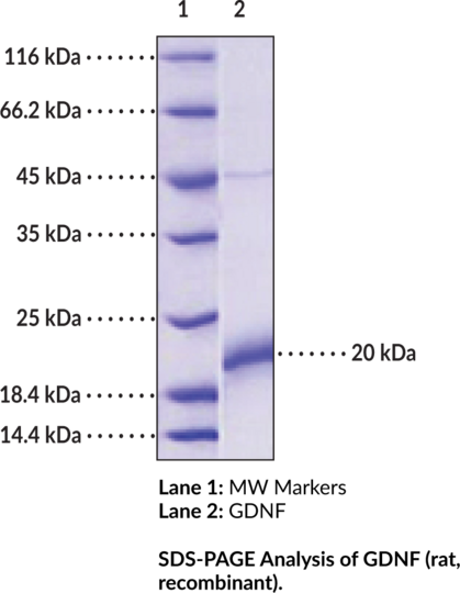 GDNF (rat, recombinant)
