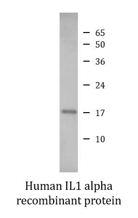 Human IL1 alpha recombinant protein (Active)