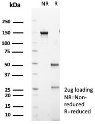 Anti-IL20RA / IL-20 receptor subunit alpha, clone IL20RA/1752