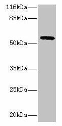 Anti-GDAP2