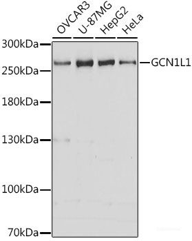 Anti-GCN1L1