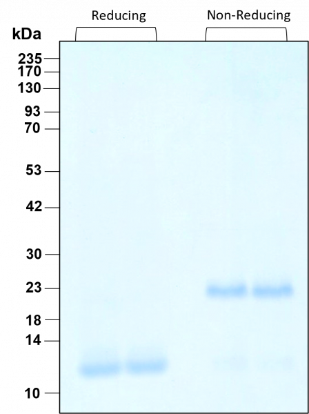 TGF beta 3 HumanKine(R) recombinant human protein