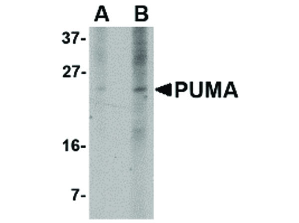 Anti-PUMA, clone [10C5G1]