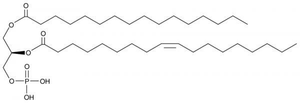 1-Palmitoyl-2-Oleoyl-sn-glycero-3-PA