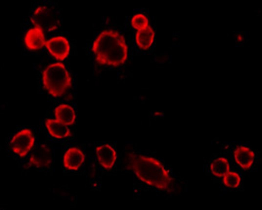 Anti-CD68