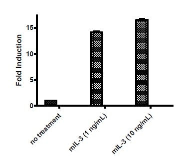 STAT5 Luciferase Reporter Lentivirus